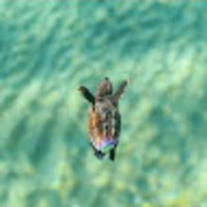 Meet your Posher, Jozie